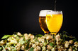 Two glasses of beer flowing with hop Two glasses of beer flowing with hop
