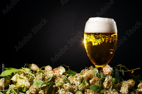 Photo: Single glass of beer with hop Single glass of beer with hop