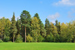 Forest in Imatra, Finland
