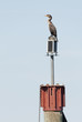 Cormorant Cormorant