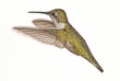 Female Ruby Red Throat Hummingbird in Flight Female Ruby Red Throat Hummingbird in Flight