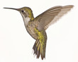 Female Ruby Red Throat Hummingbird in Flight Female Ruby Red Throat Hummingbird in Flight