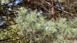 The coniferous tree branch shakes on a wind.