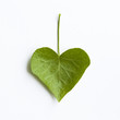 Heart-shaped ivy leafs isolated on white