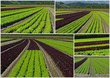 plantation de salades