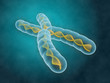 Illustration: Chromosome Chromosome