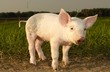 Ferkel am Abend