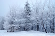 Winter trees Winter trees