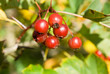 Ripe Hawthorn (Crataegus) berries Ripe Hawthorn (Crataegus) berries
