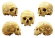 Photo: Human skulls isolated on white - multipicture Human skulls isolated on white - multipicture