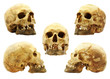 Photo: Human skulls isolated on white - multipicture Human skulls isolated on white - multipicture