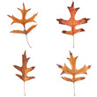 Four fall leaves