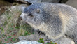 marmotte regard gauche