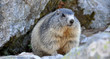 marmotte