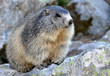marmotte du mercantour