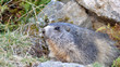marmotte sortant de son terrier