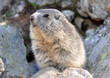marmotte regard gauche