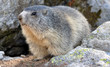 marmotte montagne