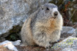 marmotte
