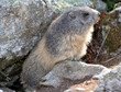 marmotte faisant le guet