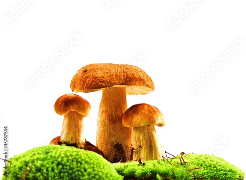 Foto: Steinpilze / Gruppe Steinpilze / Gruppe