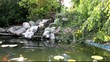 bassin aquatique de jardin et carpes koï bassin aquatique de jardin et carpes koï