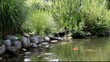 bassin de jardin et carpes koï bassin de jardin et carpes koï