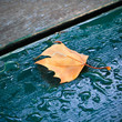 AUTUNNO