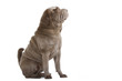 shar pei levant la tête shar pei levant la tête