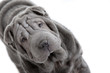 front plissé du shar pei