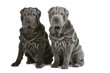 beautiful couple of shar pei