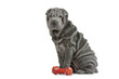 shar pei tout plissé de profil