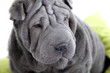 les belles rides du shar pei