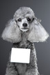 gray poodle dog with tablet for your text gray poodle dog with tablet for your text