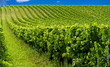Rows of grapes