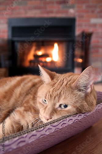 Photo: Cat by the fireplace Cat by the fireplace