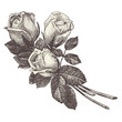 Image : Roses