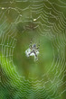 Zebraspinne