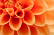 Orange Dahlie. Blümenblätter