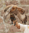 The eagle sits on a hand in a glove against a stone wall The eagle sits on a hand in a glove against a stone wall