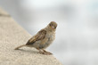 Young curious sparrow Young curious sparrow