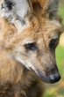 Maned Wolf Close up Portrait Maned Wolf Close up Portrait
