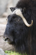 Black Yak Portrait Close Up