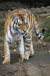 Siberian tiger for a walk Siberian tiger for a walk
