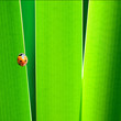 coccinella
