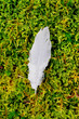 White feather on green moss White feather on green moss