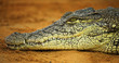 crocodile