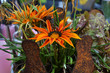 Mittagsblume