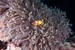Clownfisch versteckt sich in seiner Seeanemone Clownfisch versteckt sich in seiner Seeanemone