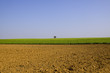 Wide fields with a tree